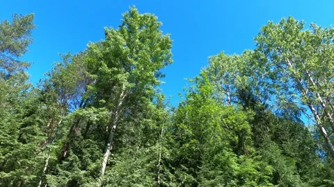 Green trees against the blue sky Stock Footage 156738962