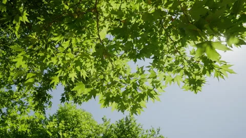 Green trees against the bright summer sun and blue sky. rich foliage color, slow Stock Footage 256000657