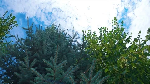 Green trees against the sky Stock-Footage 246427695