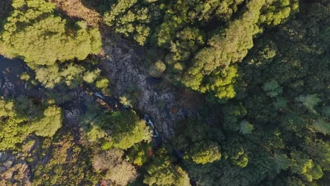 Green Trees Along The Castro River With Waterfalls In Spain. - aerial shot Stock Footage 319543345