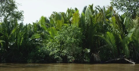 Green trees along the river Video stock 85761382