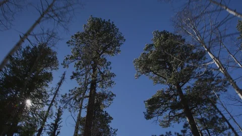Green trees and bare trees against blue sky on a sunny day Stock Footage 101208658