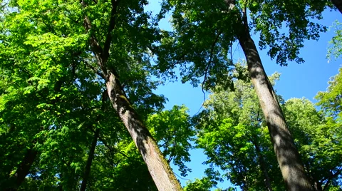 Green trees and blue sky Stock Footage 40668106