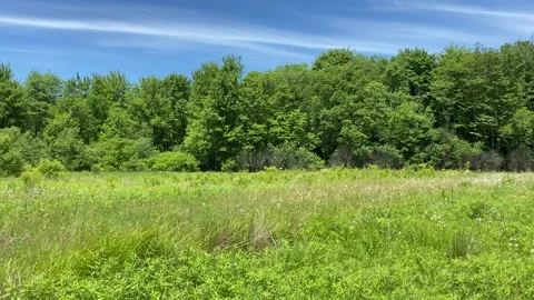 Green Trees and Blue Sky Stock Footage