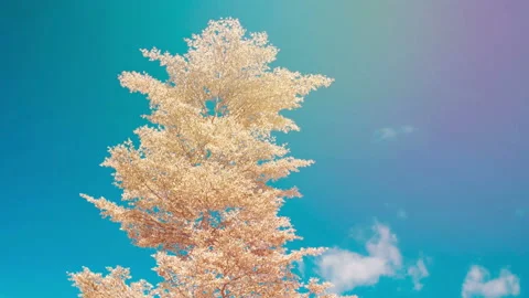 Green Trees and  Blue Sky and Shining Sun. Travel Vacation Nature Concept Stock Footage 155882084