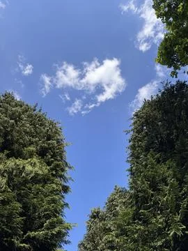Green trees and a blue sky with small floating clouds, summer Stock Photos