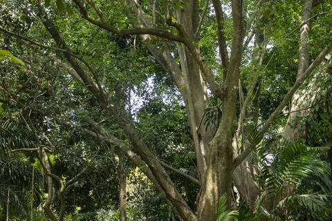 Green trees and branches with shadow and sunlight Stock Photos