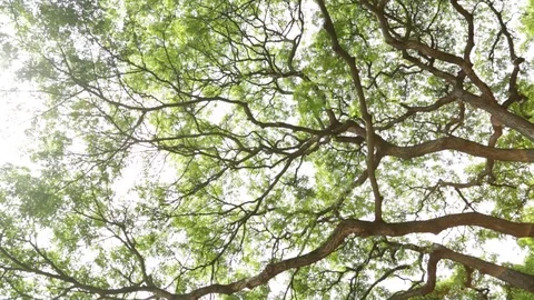 Green Trees And Bridge Stock Footage 104826994