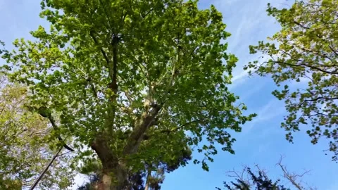 Green trees and building facade against blue sky. First person view Stock-Footage 336901967