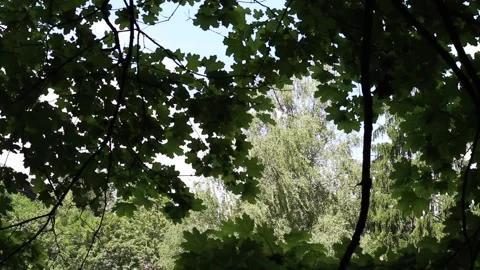 Green Trees and Bushes by the River Video stock 95658232