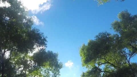 Green Trees And Clouds Against Blue Sky Timelapse Vidéo 82042314