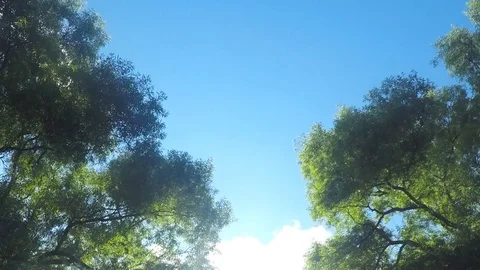 Green Trees And Clouds Against a Sky Timelapse Vidéo 82044421