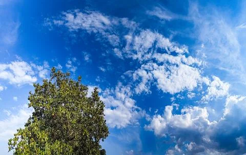 Green trees and clouds Stock Photos