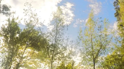 Green Trees And Clouds In The Summer Park Timelapse Stock Footage 82041692