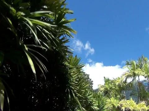 Green Trees and Cloudy Sky 2 clips Stock Footage 100656119