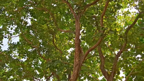 Green Trees and Fresh Leaves in a Public Park Nature Scene Stock Footage 323344459