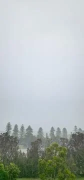 Green trees and large pine trees under a torrential rain Fotos de archivo