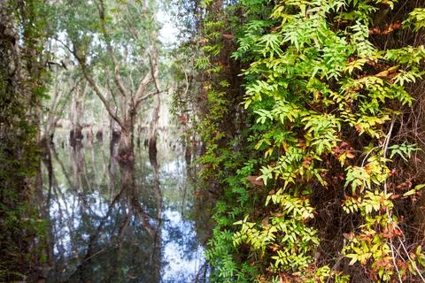 Green trees and leaf background in forest Foto stock