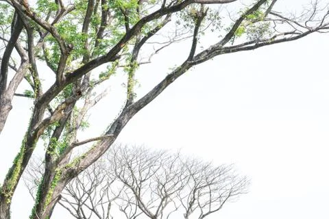 Green trees and leafless trees transparent sky is the backdrop Foto stock