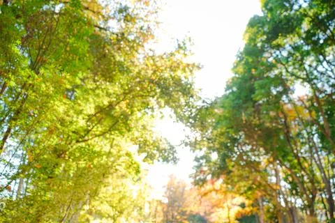 Green Trees and Light Bokeh Stock Photos