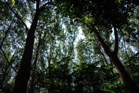 Green trees  and light Stock Photos