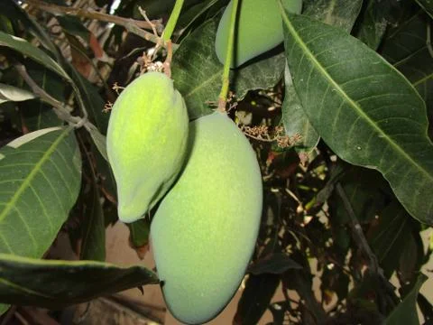 Green trees and mango Stock Photos