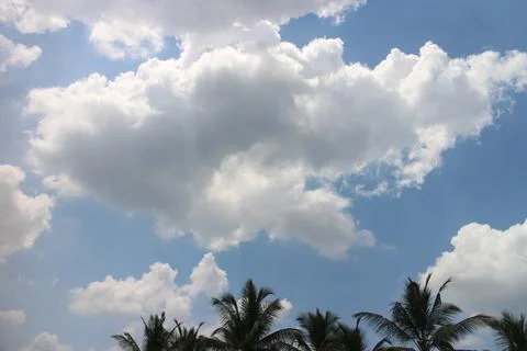 Green trees and panoramic sky Stock Photos