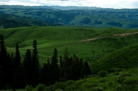 Green Trees and Patch of Green Grass Stock Photos