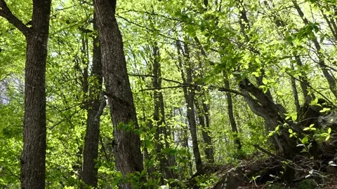 Green trees and plants in the forest Stock Footage 241590684