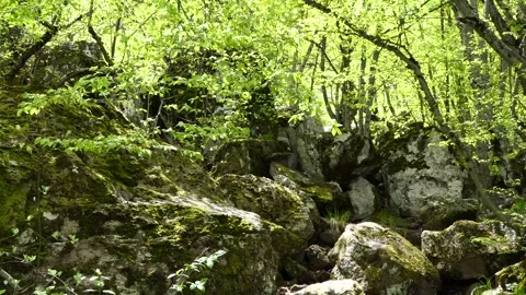 Green trees and plants in the forest Stock-Footage 241591137