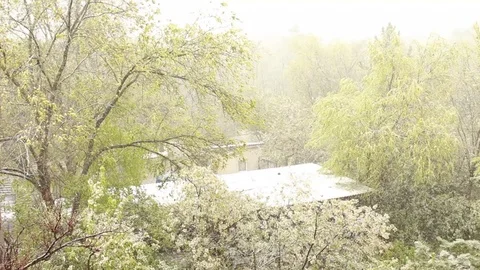 Green trees and primroses under the falling snow Vídeos de archivo 75048696