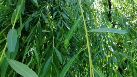 Green trees and the rays of the sun Stock Footage 132362014