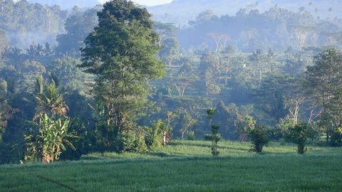 Green Trees and Rice Fields Stock Footage 91418088