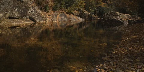 Green trees and river in forest on a sunny day Video stock 103770893