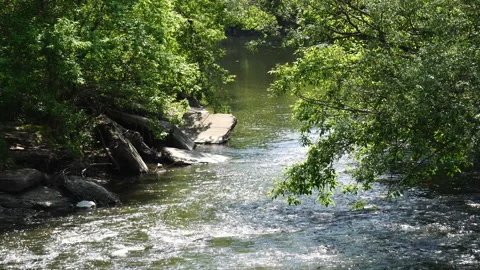 Green Trees and River in Summer Stock Footage 133092399