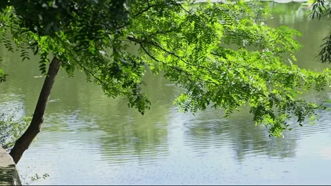 Green trees and rivers in the forest glowing in the sunlight Stock Footage 235177749