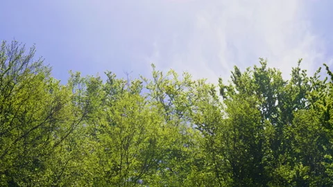 Green trees and sky background footage. 스톡 동영상 153656453