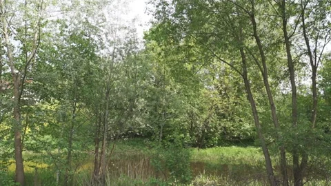 Green trees and small river Stock Footage 125141053