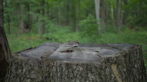 Green Trees and Stump with Shallow Depth of Field 스톡 동영상 50594884
