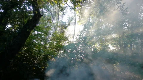 Green trees and sun rays in slow motion Stock Footage 138250217