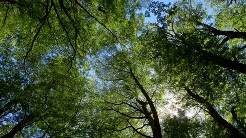 Green trees and sun summer concept. Walking through beautiful summer forest in Stock Footage 103229948
