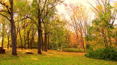 Green trees and sunlight time lapse No.2 Video stock 45424102