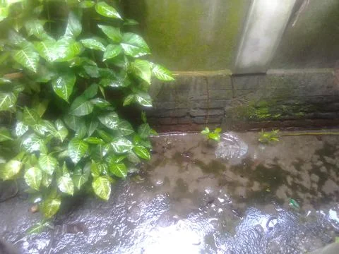 Green Trees and Water Stock Photos