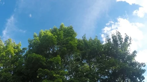 Green Trees And white Clouds Against Sky Timelapse 스톡 동영상 82043506