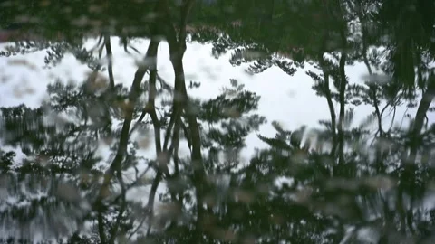 Green trees are reflected in water . Stock Footage 252765274