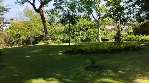 Green trees that are on top of the hill is very interesting Stock Footage 223846401