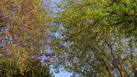 Green trees around the canals of Amsterdam Stock Footage