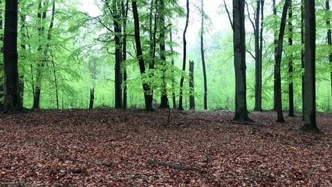 Green trees in the autumn forrest. Stock-Footage 75703425