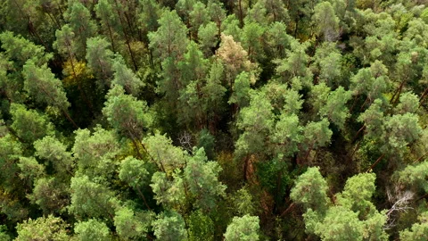 Green trees background. Beautiful summer forest.  Stock Footage 141981562