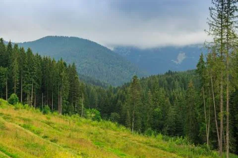 Green trees on the background of the Carpathian Mountains Stock Photos